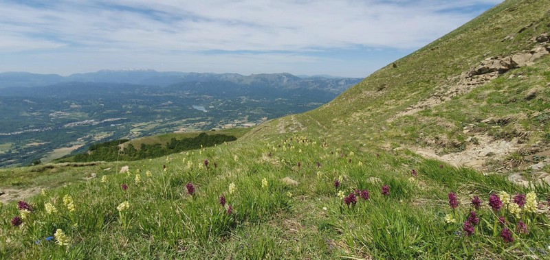 Prime fioriture di orchidee sui Monti della Laga  giugno 2021.